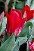 TULIPA MARQUISE DE LA COQUETTE